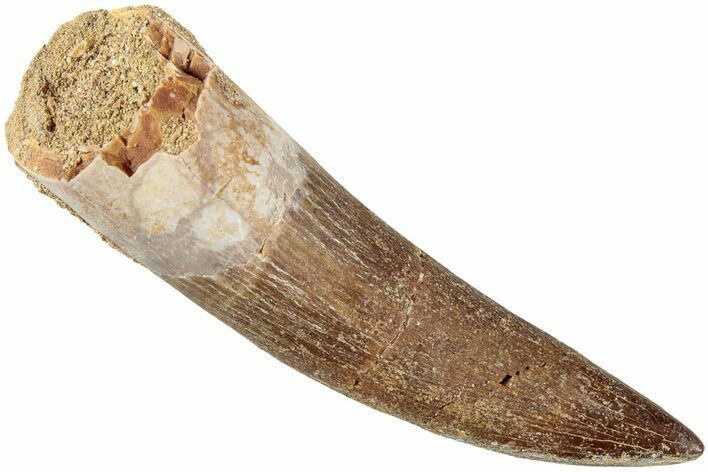 Fossil Plesiosaur (Zarafasaura) Tooth - Morocco #237602
